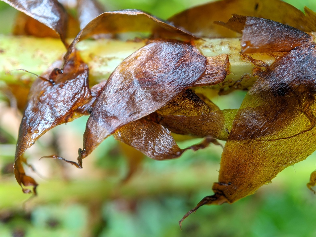 Dryopteridaceae (hero image)