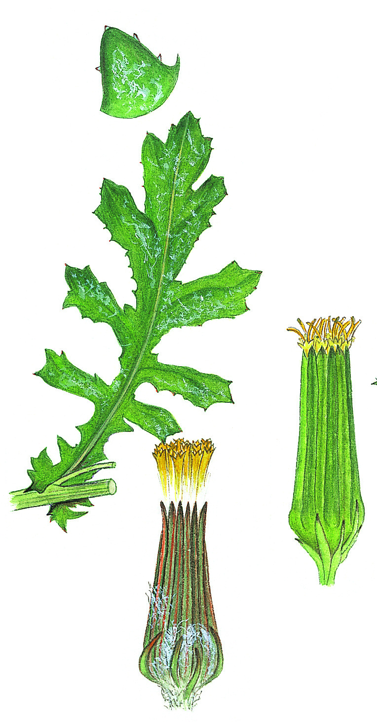 Senecio glomeratus subsp. glomeratus (hero image)