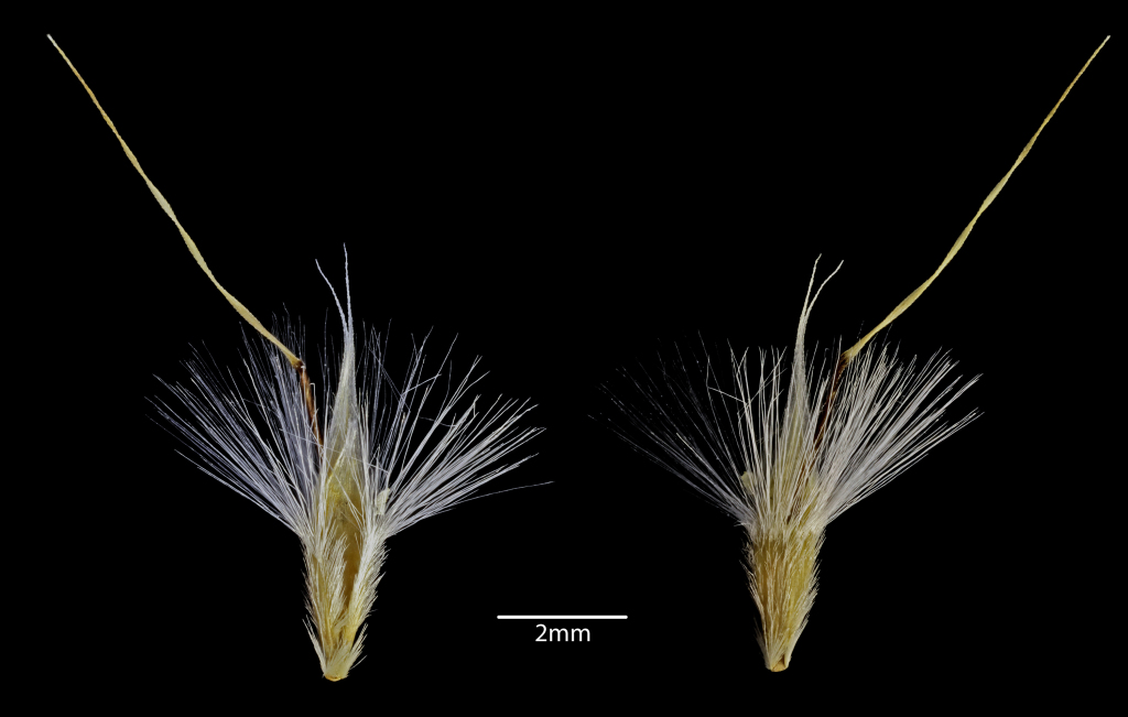 Rytidosperma semiannulare (hero image)