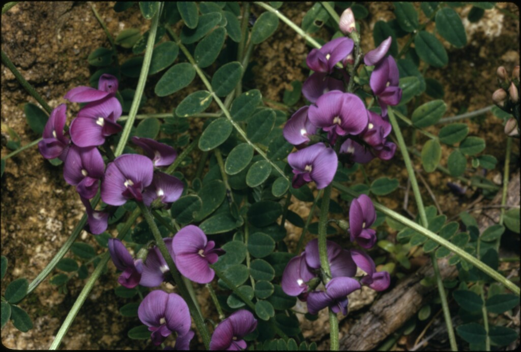 Swainsona lessertiifolia (hero image)