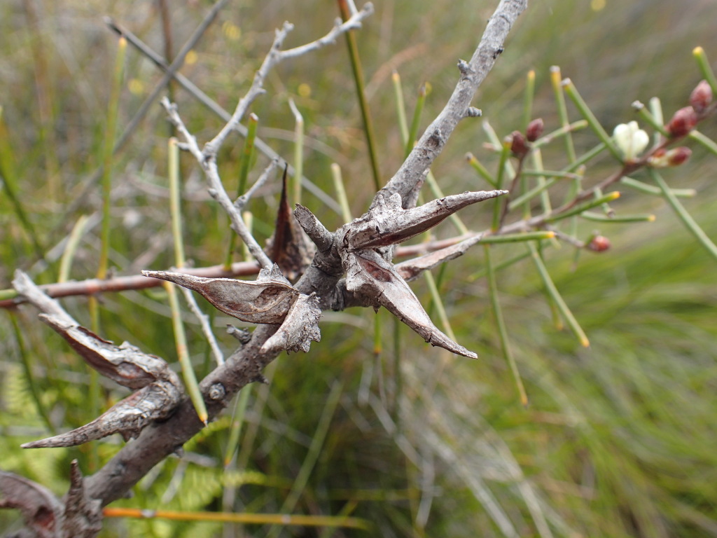 Hakea teretifolia (hero image)