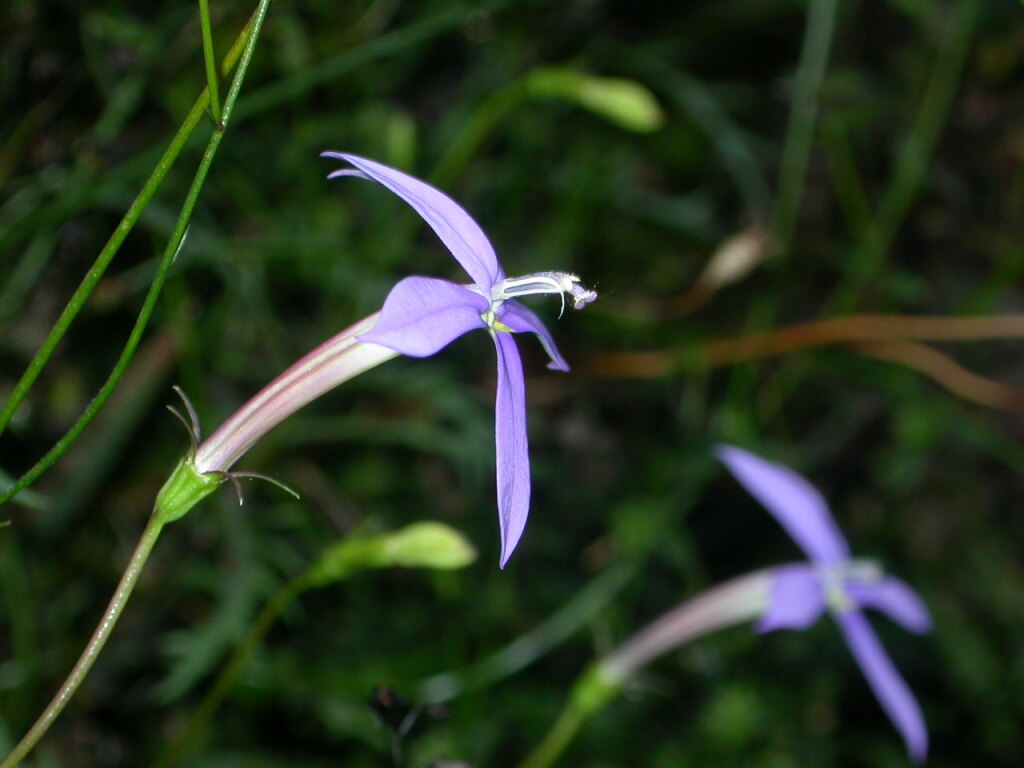 Isotoma axillaris (hero image)