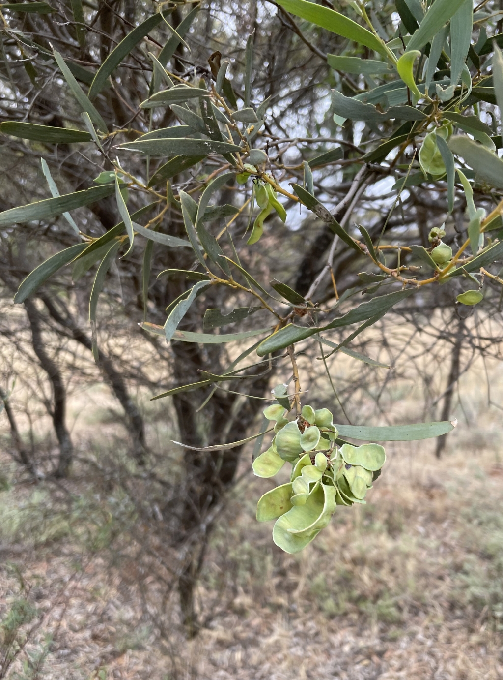 Acacia melvillei (hero image)