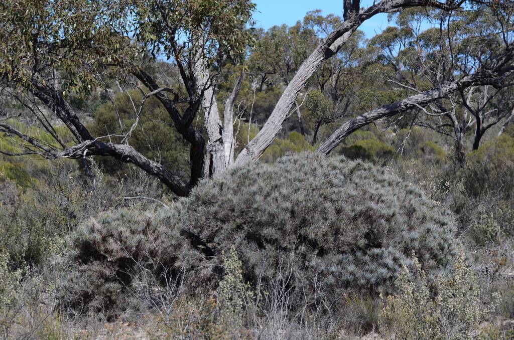 Allocasuarina pusilla (hero image)