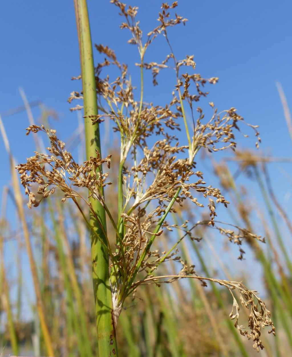 Juncus ingens (hero image)