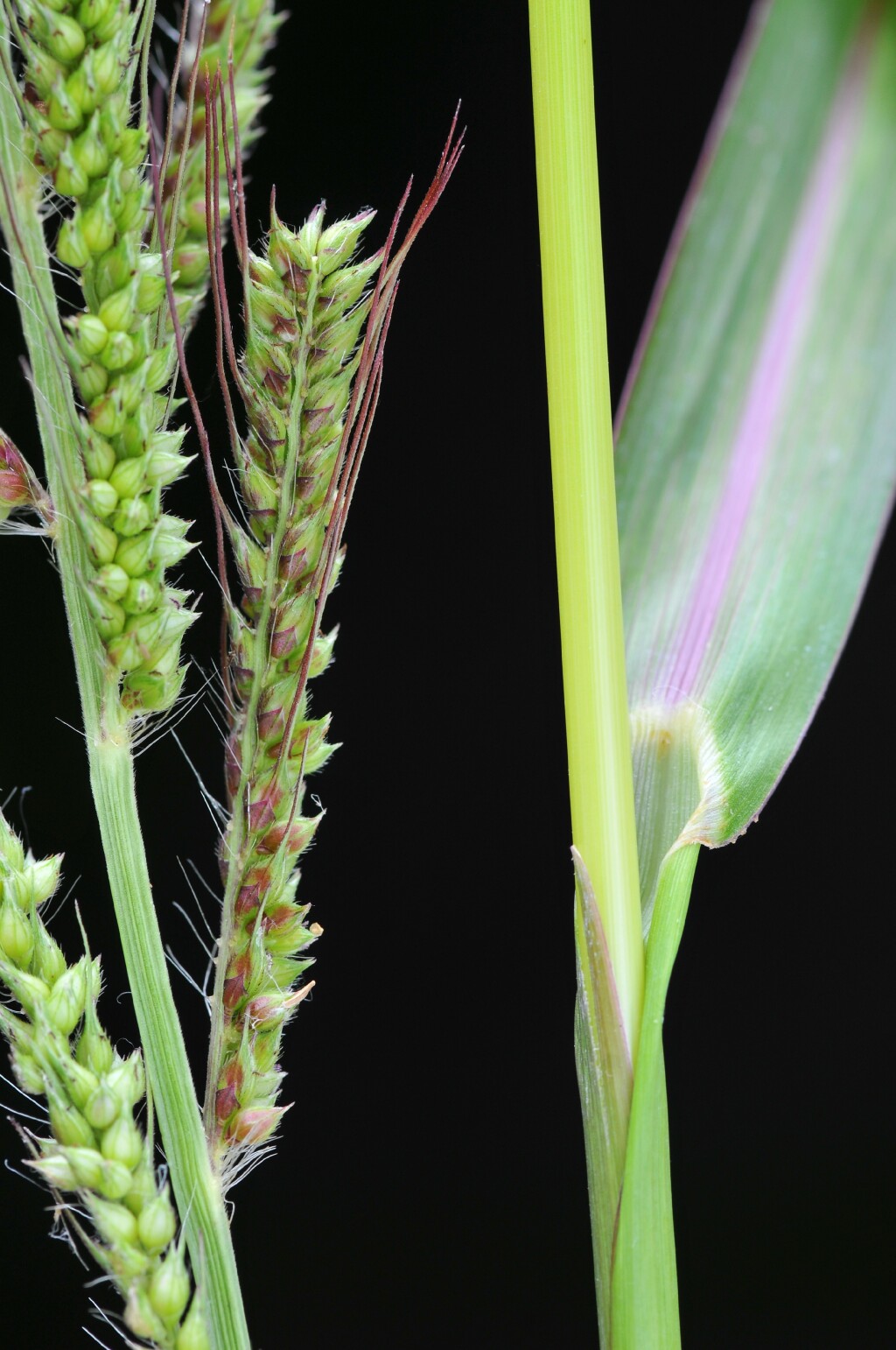 Echinochloa (hero image)