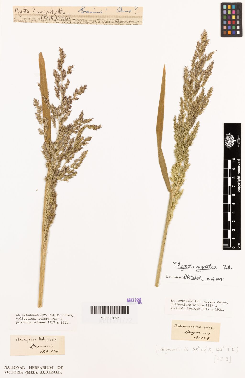 Agrostis gigantea (hero image)