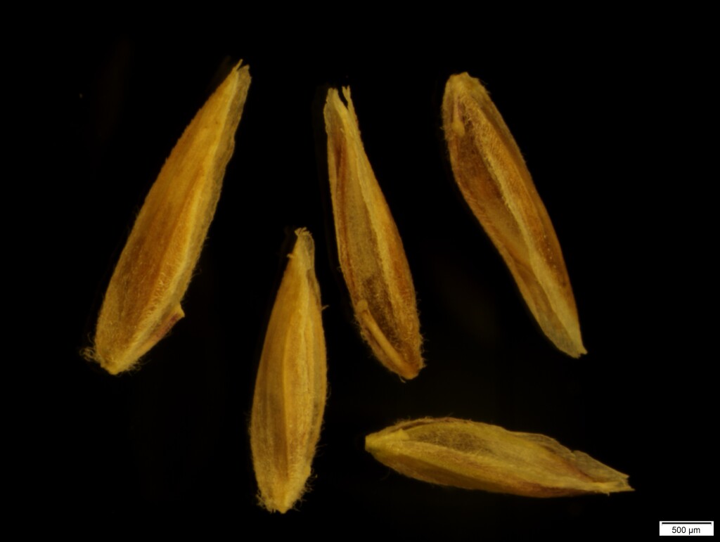 Poa hothamensis (hero image)