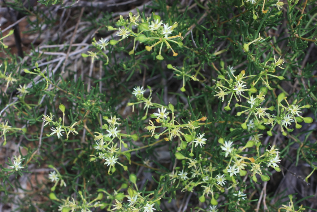 Lepidium leptopetalum (hero image)