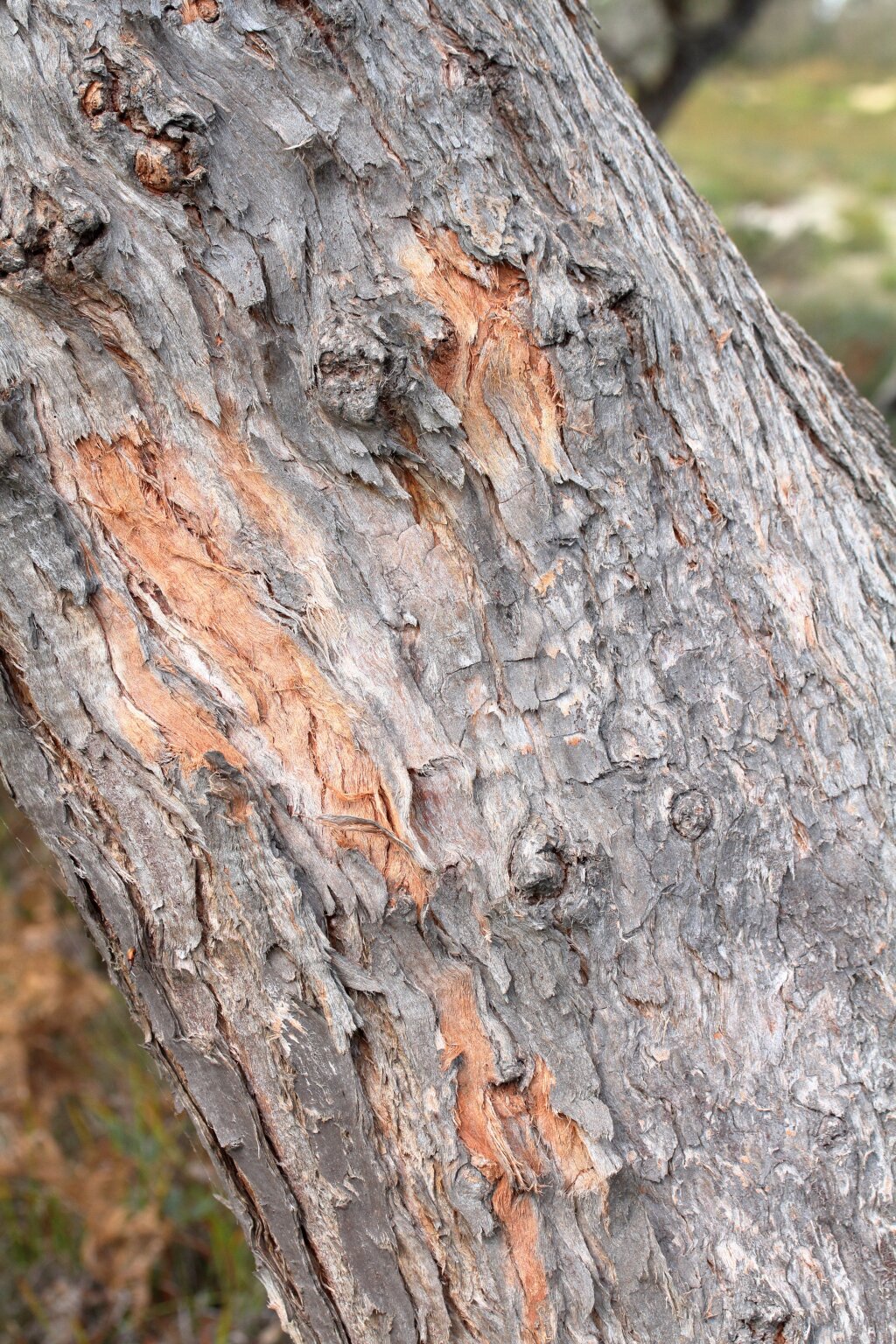Eucalyptus conspicua subsp. conspicua (hero image)