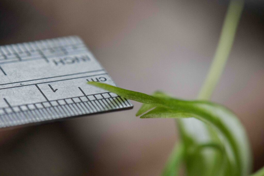 Pterostylis lustra (hero image)