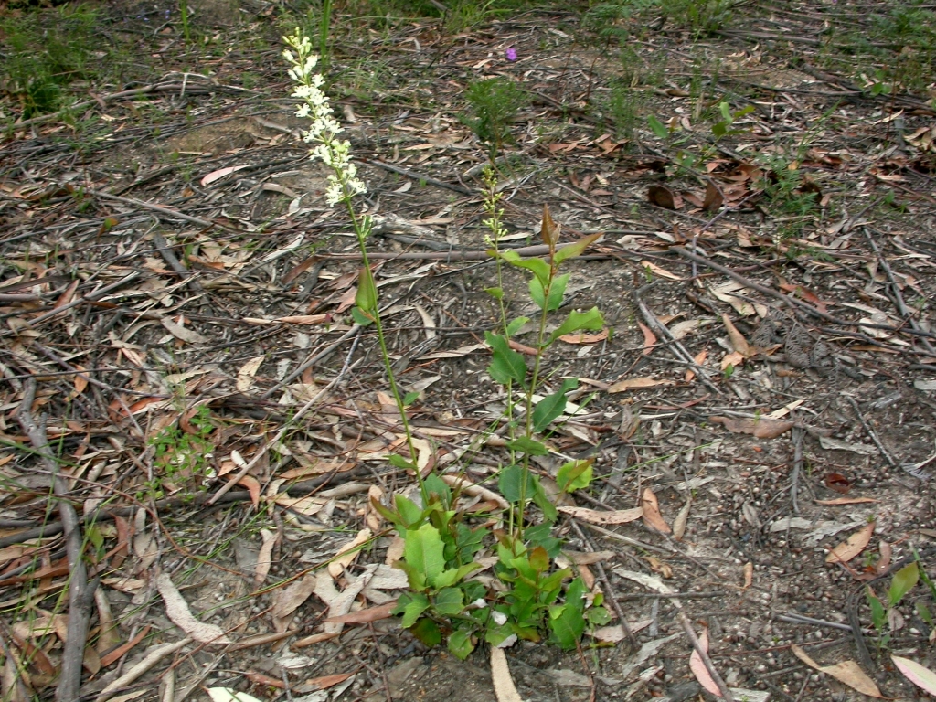 Lomatia ilicifolia (hero image)