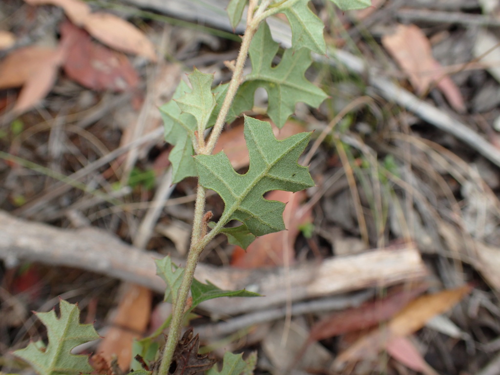 Grevillea floripendula (hero image)