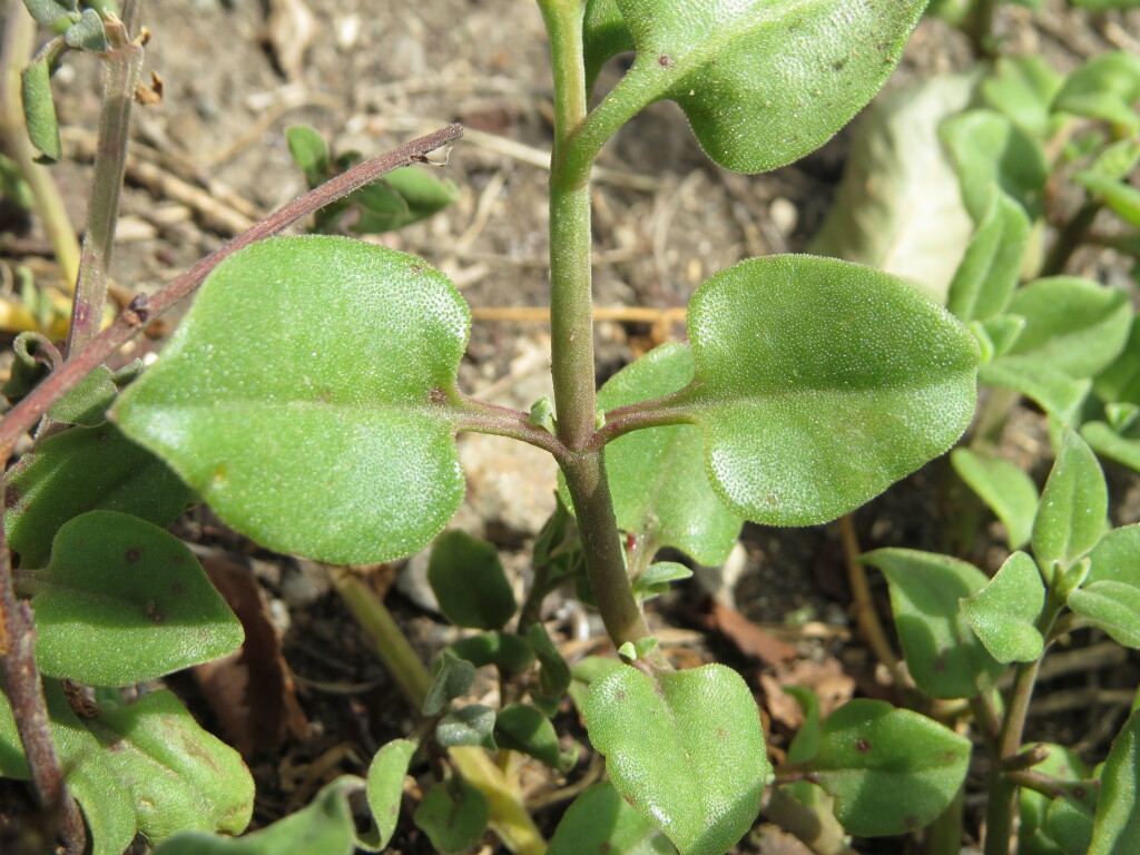 Mesembryanthemum cordifolium (hero image)