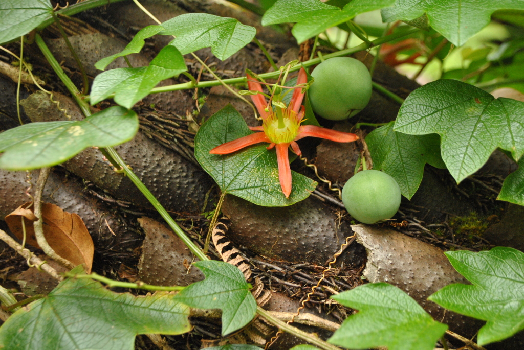 Passiflora cinnabarina (hero image)