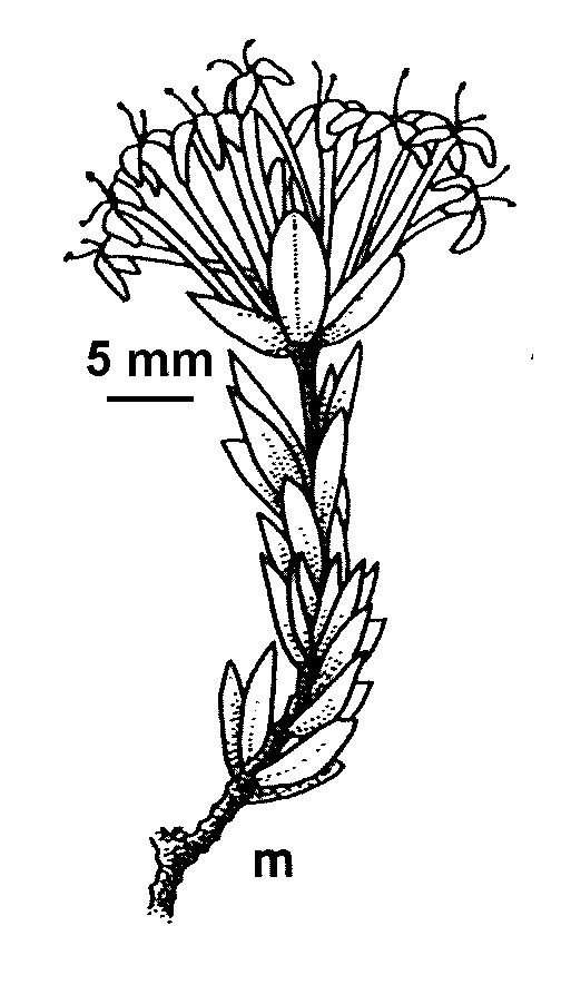 Pimelea linifolia subsp. caesia (hero image)