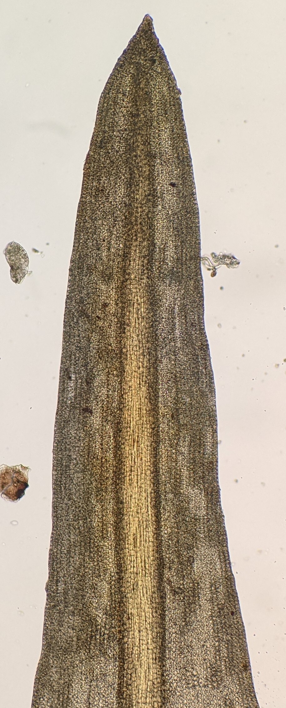 Ptychomitrium australe (hero image)