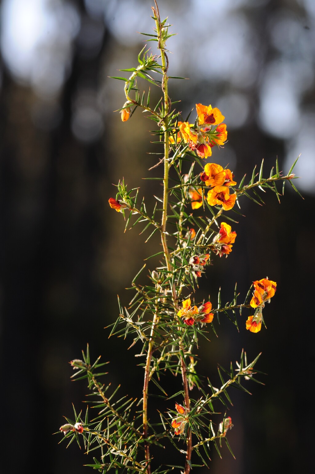 Pultenaea juniperina (hero image)