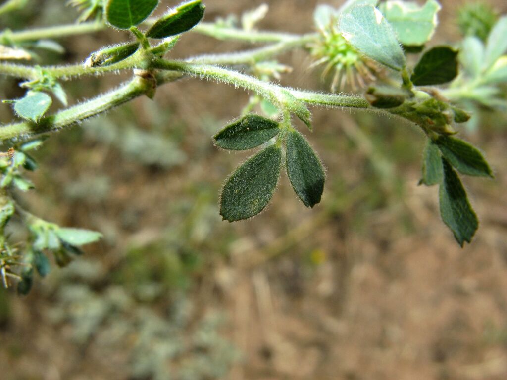 Medicago minima (hero image)