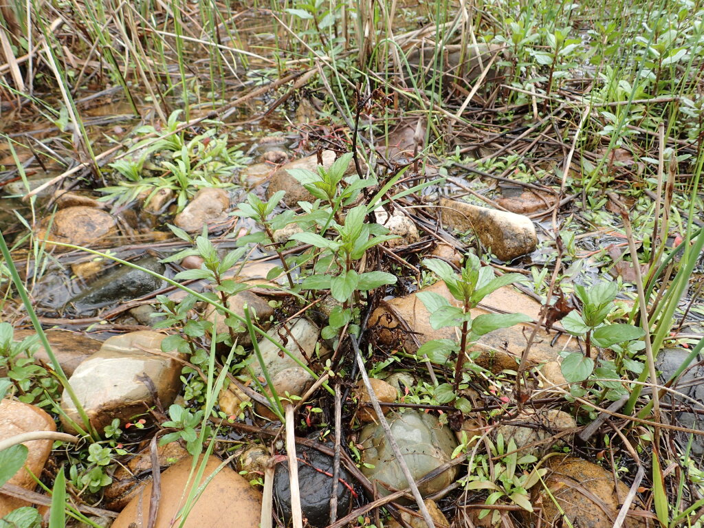 Mentha spicata (hero image)