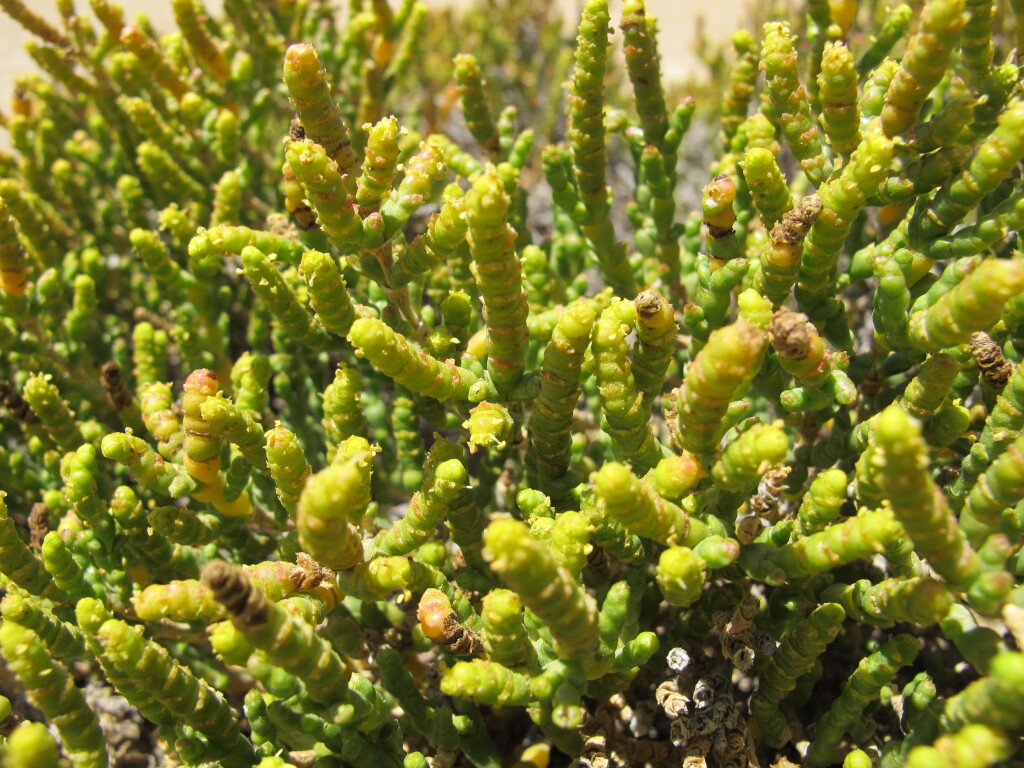 Tecticornia nitida (hero image)