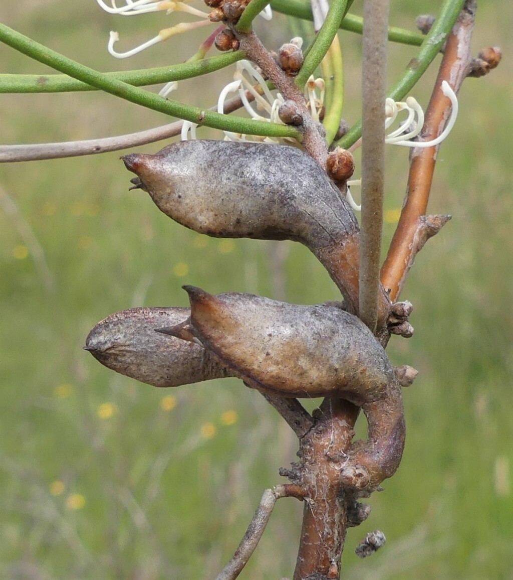 Hakea microcarpa (hero image)