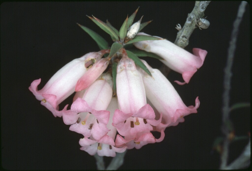 Epacris impressa (hero image)