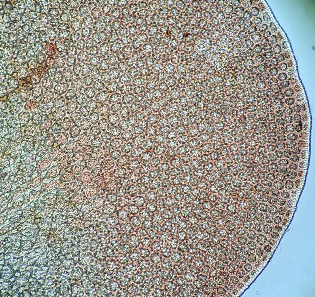 Syzygiella colorata (hero image)