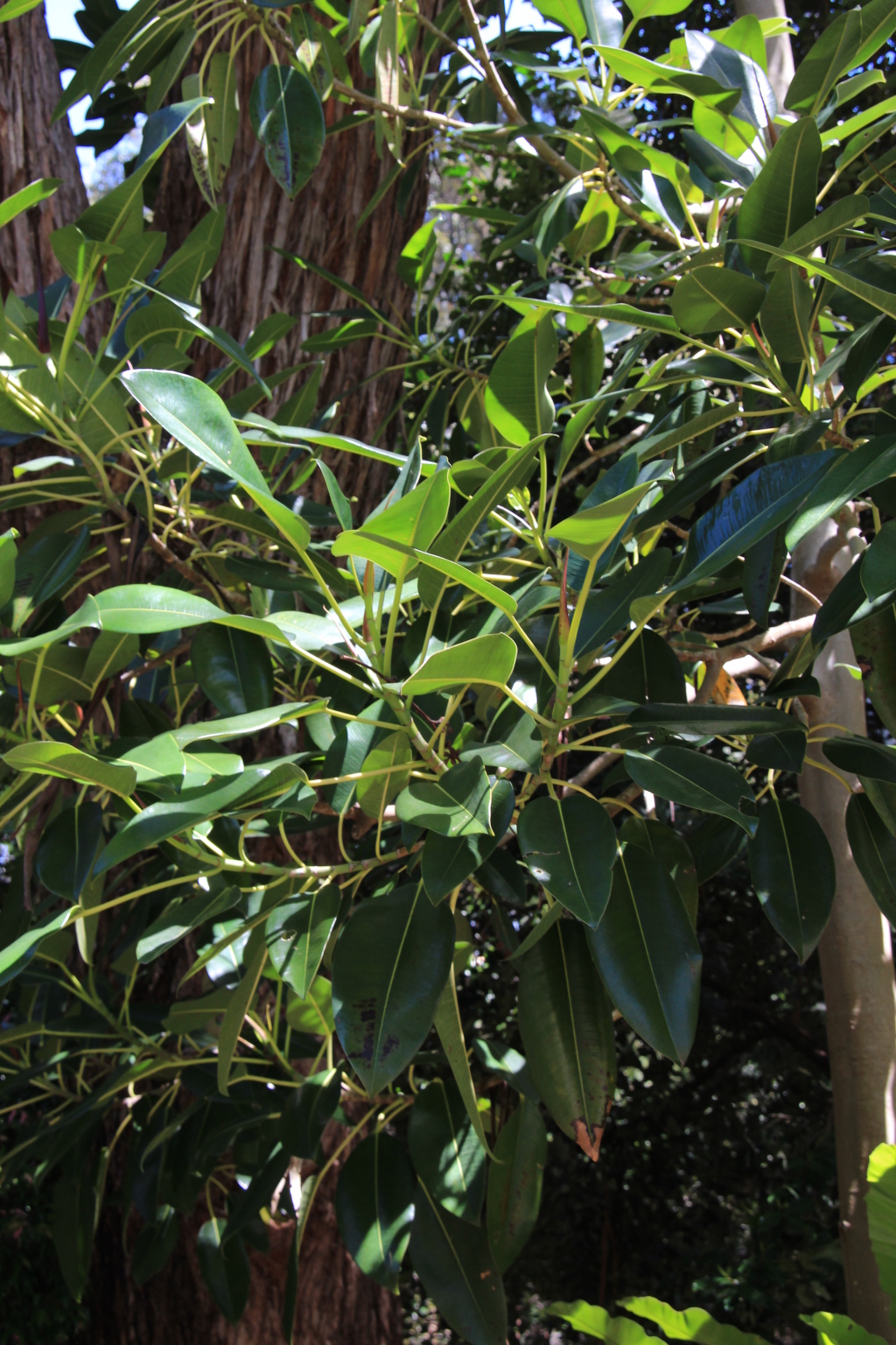 Ficus macrophylla f. macrophylla (hero image)