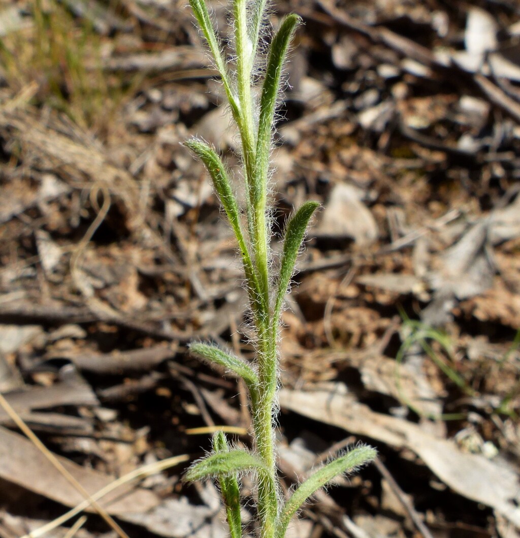 Vittadinia cuneata (hero image)