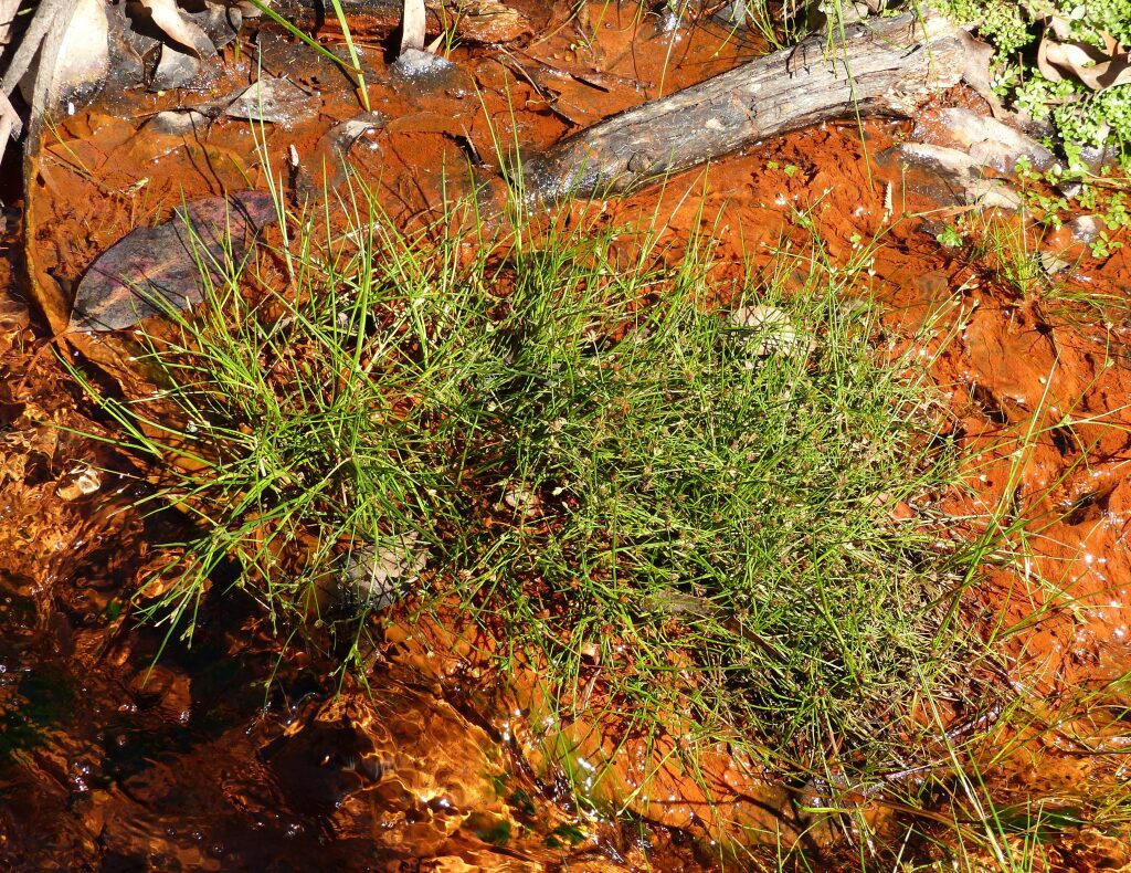 Juncus bulbosus (hero image)