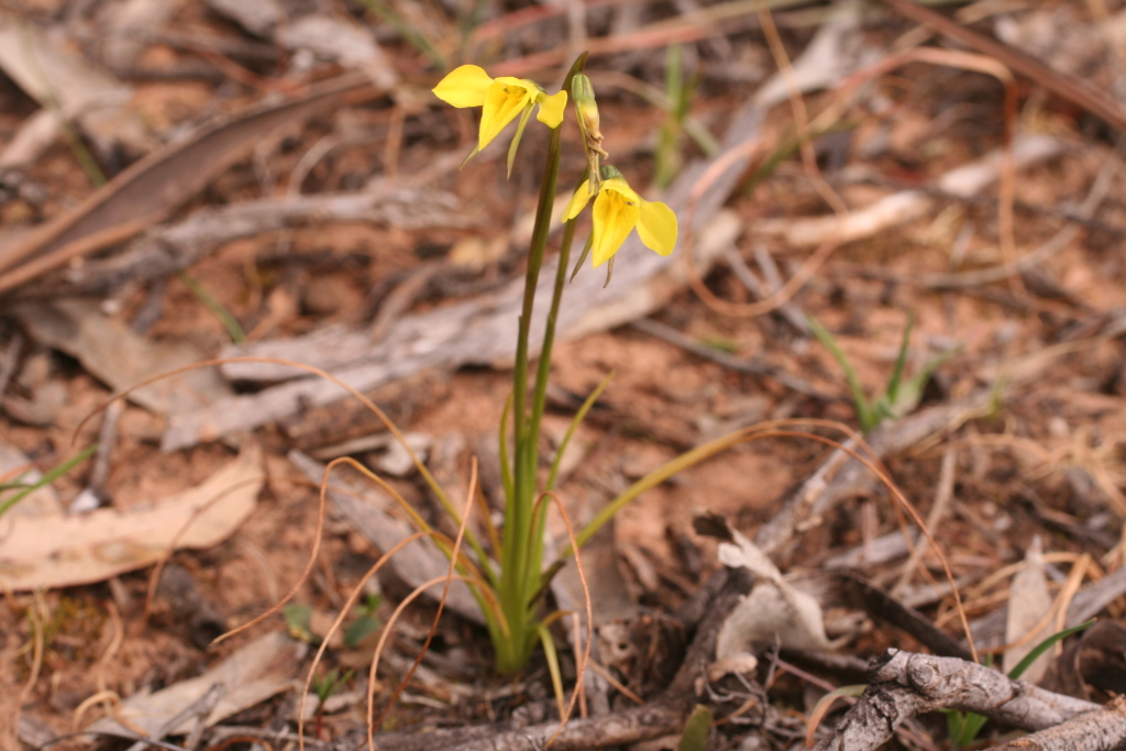 Diuris behrii (hero image)