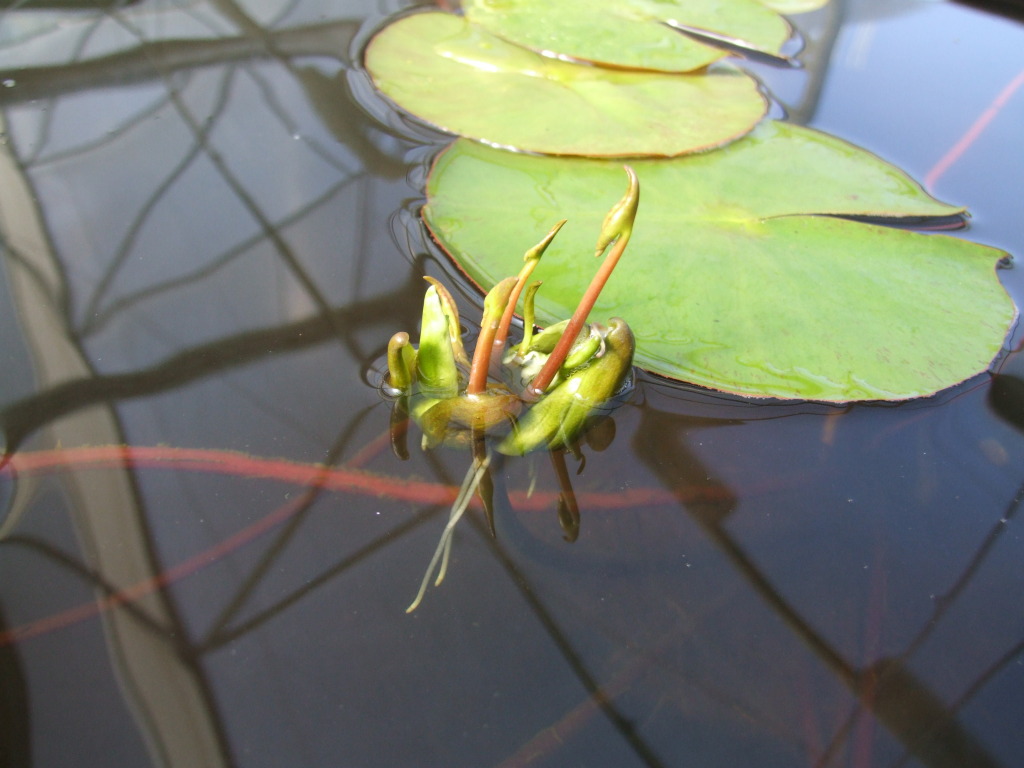 Nymphaeaceae (hero image)