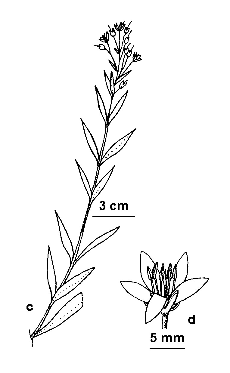 Lysimachia vulgaris var. davurica (hero image)