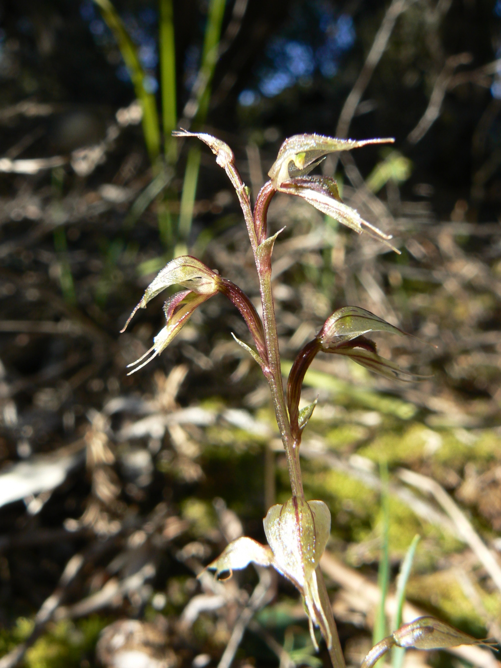 Acianthus fornicatus (hero image)