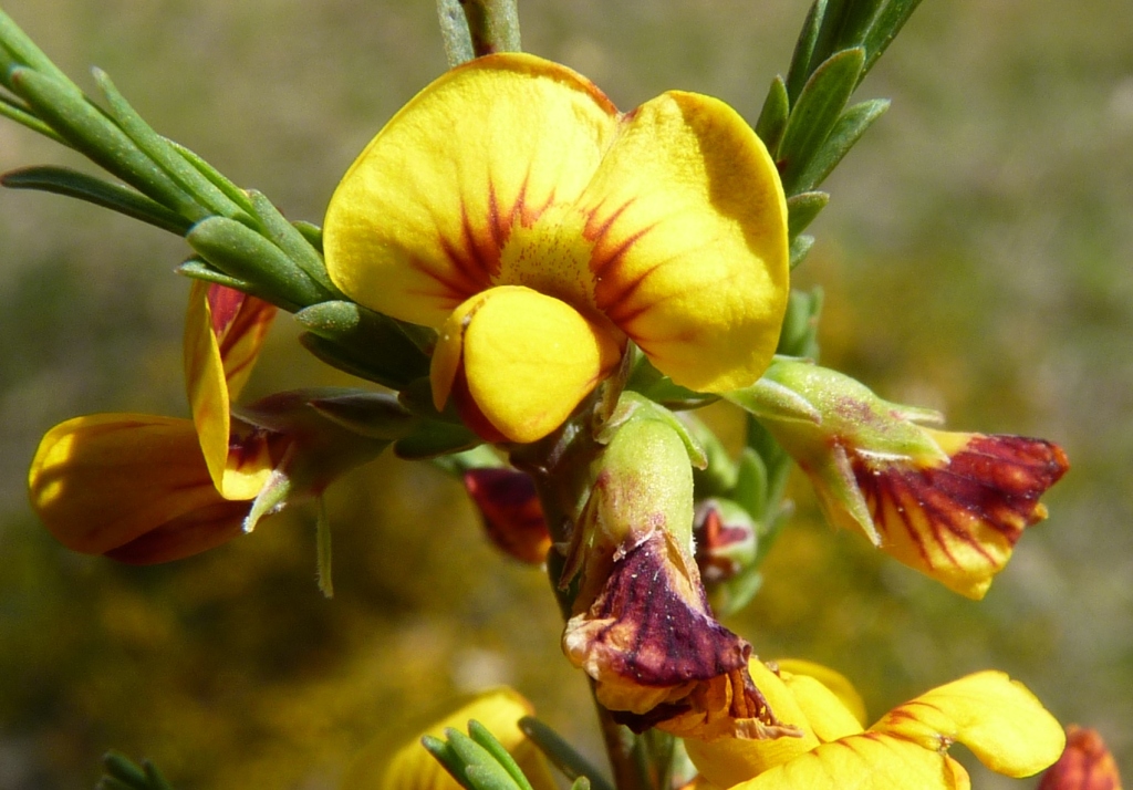 Eutaxia microphylla var. microphylla (hero image)