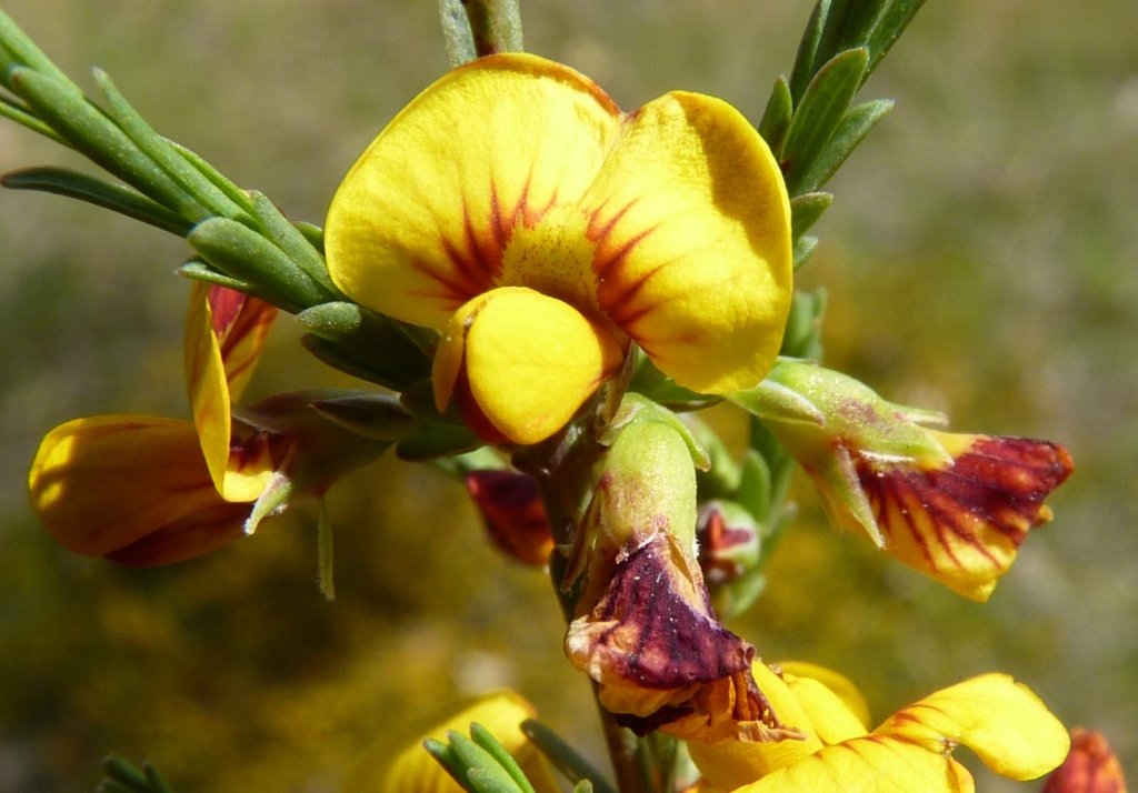 Eutaxia microphylla (hero image)