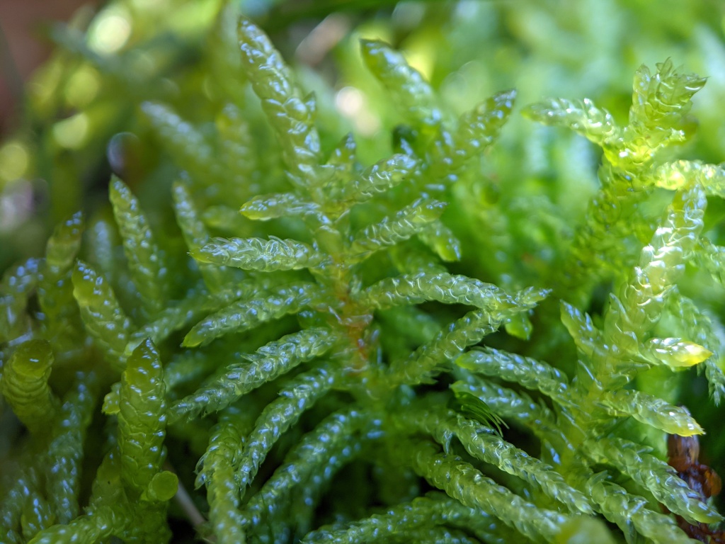 Pseudoscleropodium purum (hero image)