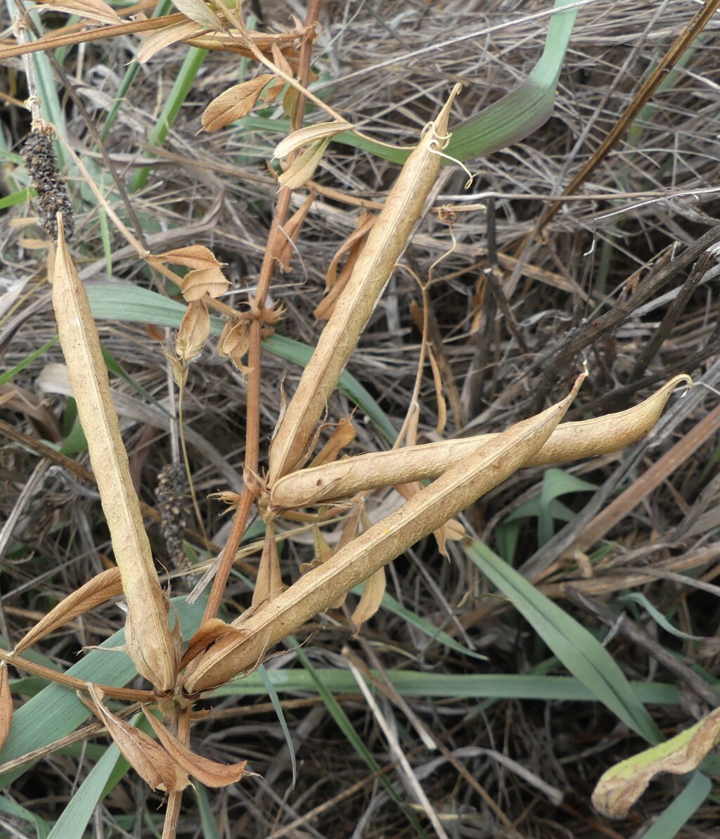 Vicia sativa subsp. sativa (hero image)