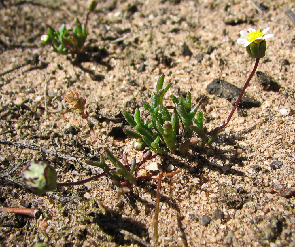 Brachyscome lineariloba (hero image)