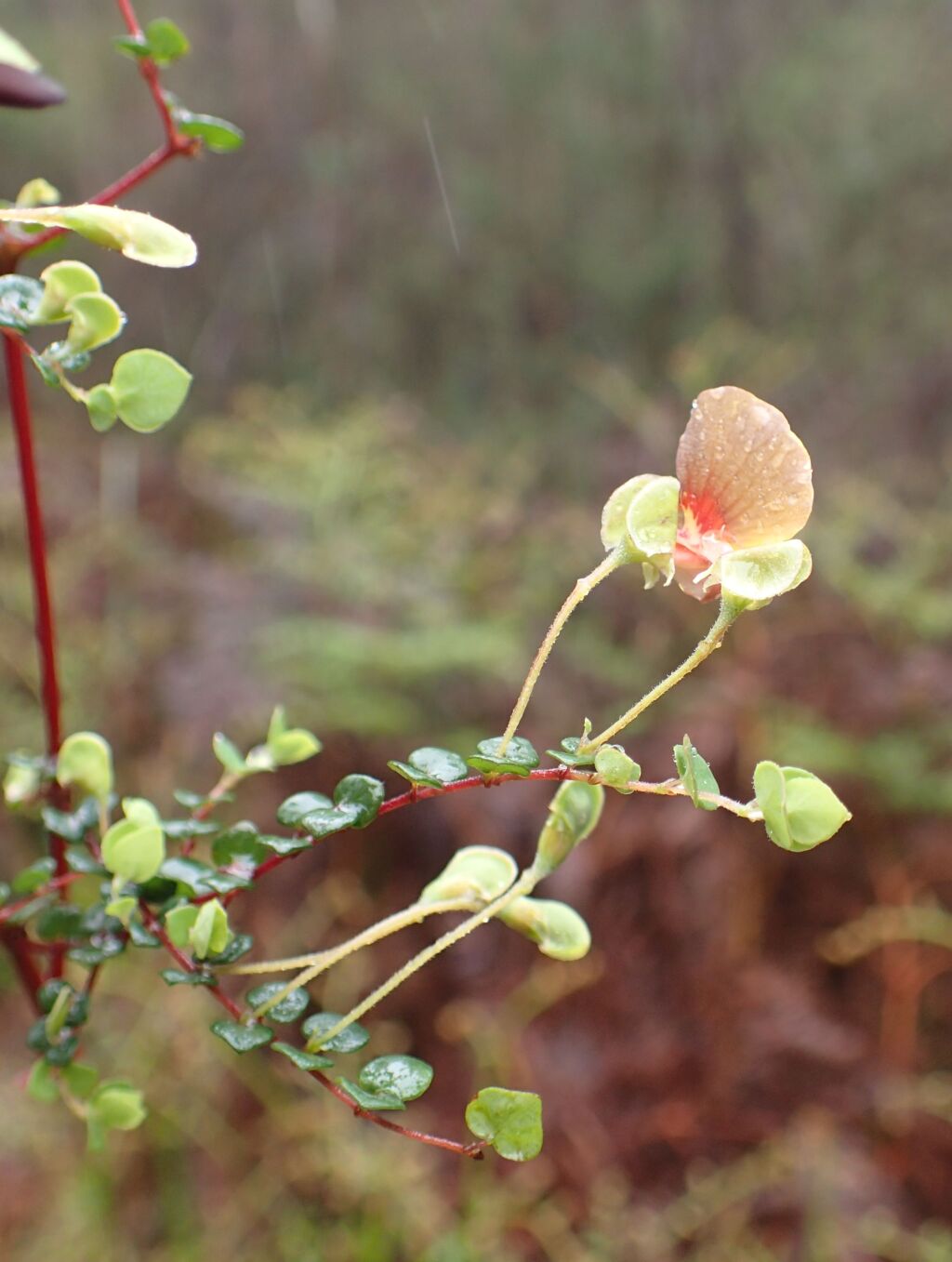 Bossiaea cordigera (hero image)