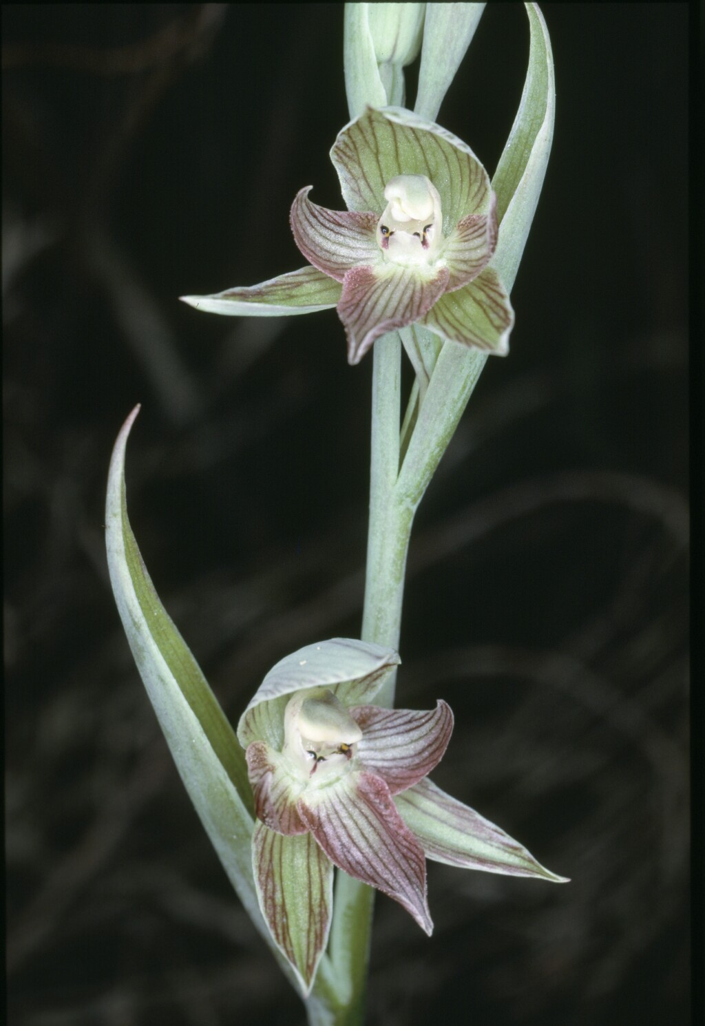 Calochilus imberbis (hero image)