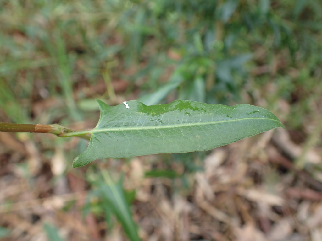 Persicaria praetermissa (hero image)