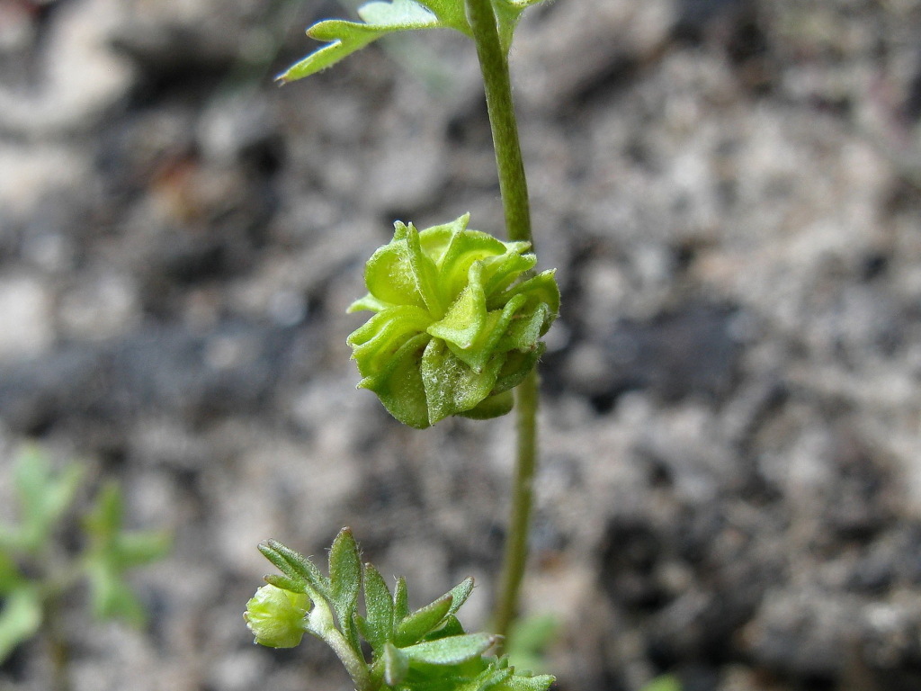 Ranunculus pentandrus (hero image)