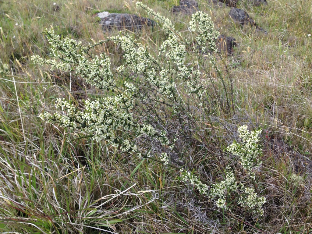 Discaria pubescens (hero image)