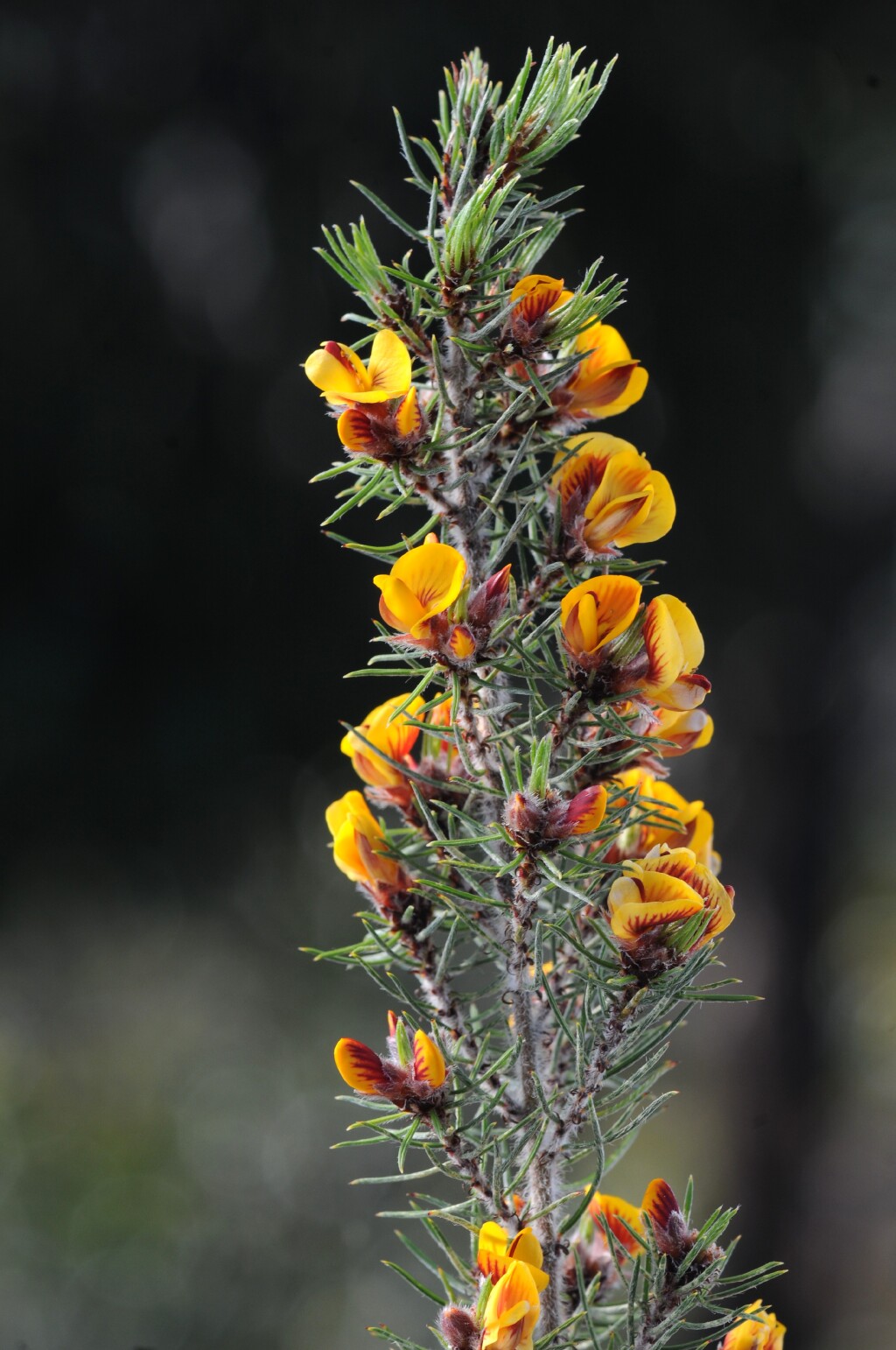 Pultenaea mollis (hero image)