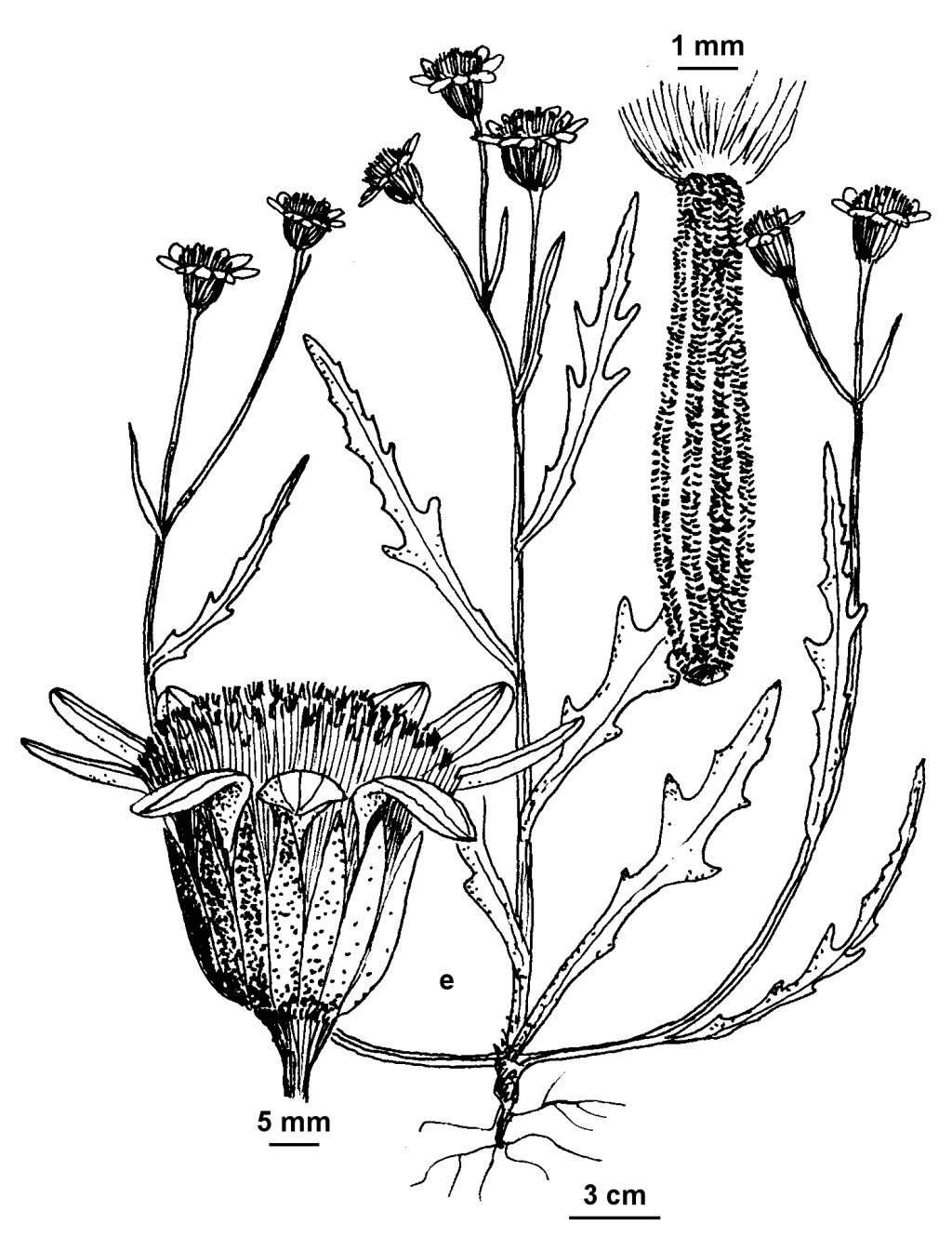 Senecio murrayanus (hero image)