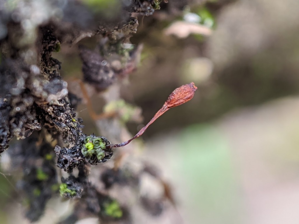 Macromitrium involutifolium subsp. involutifolium (hero image)