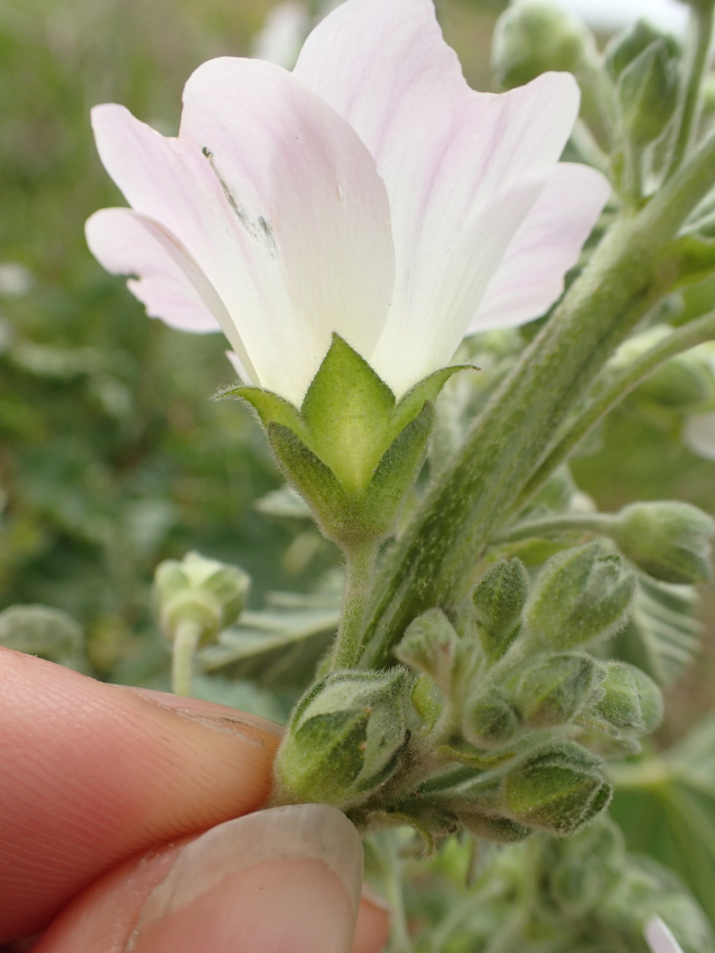 Malva preissiana (hero image)