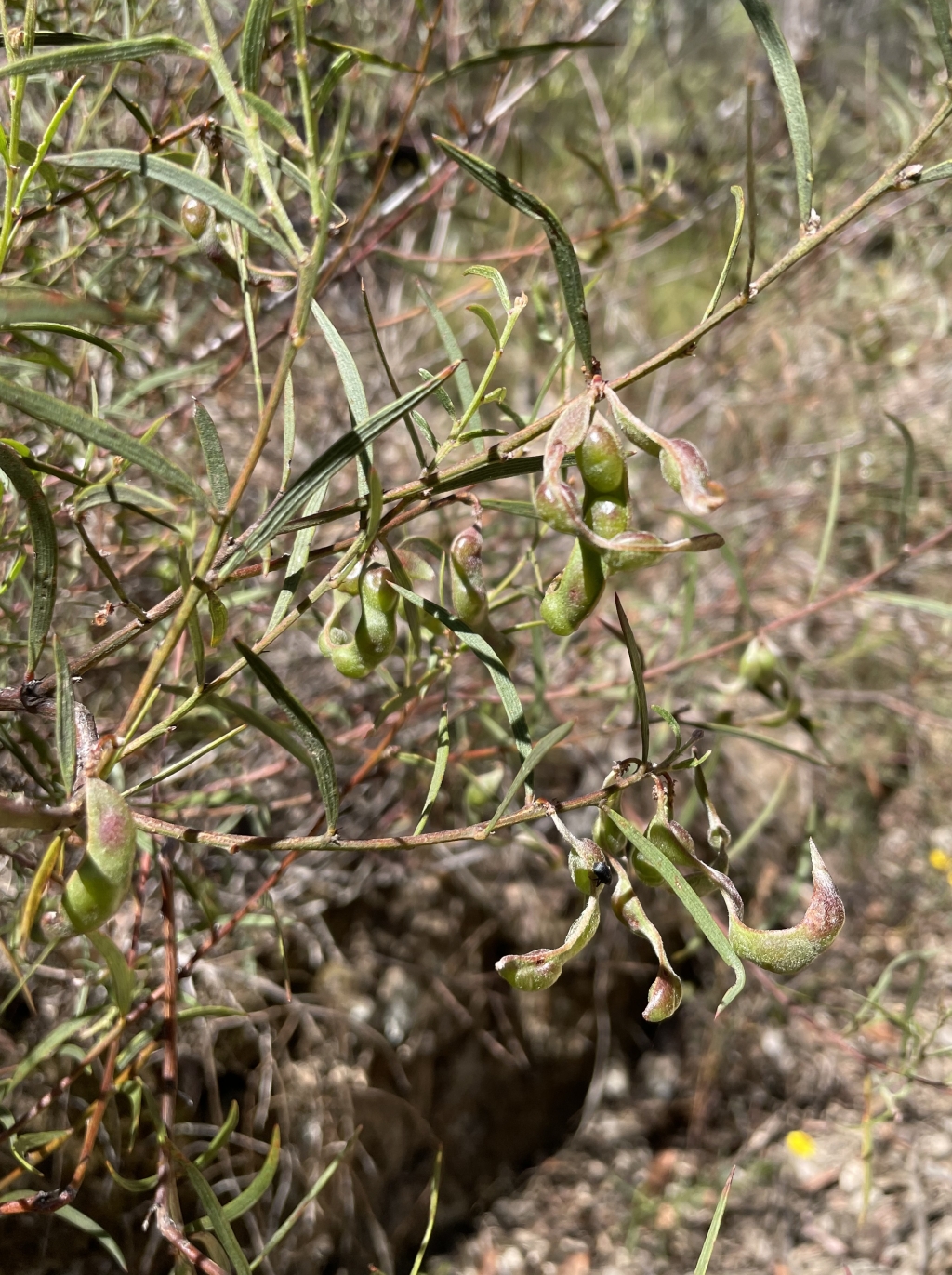 Acacia lanigera var. whanii (hero image)